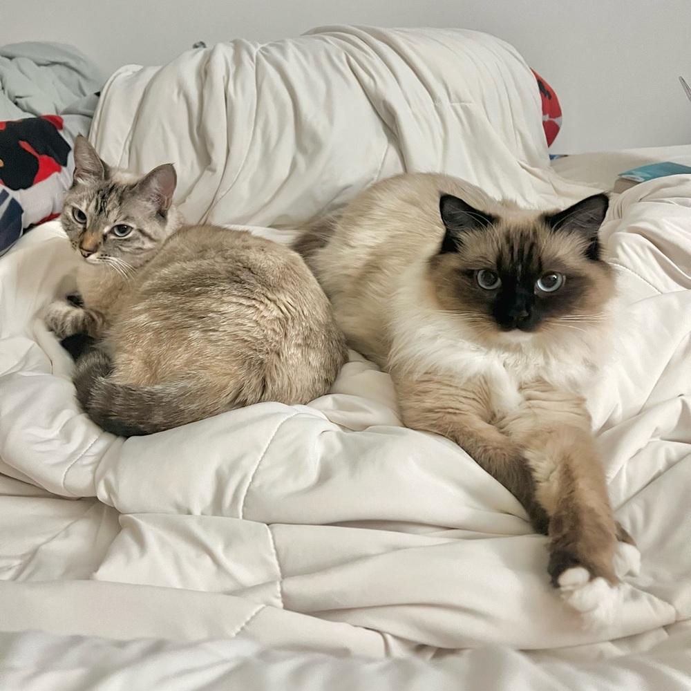 Meet your Posher, Amy